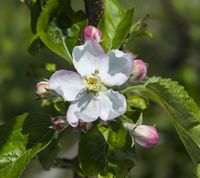 La Paix æbleblomst